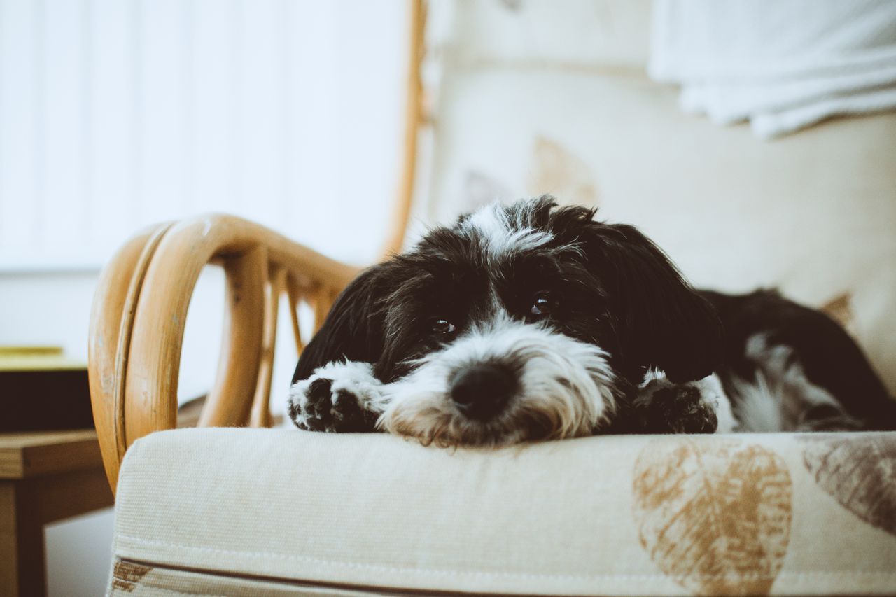 Black-and-white dog rests with its head and paws on a cushioned chair.