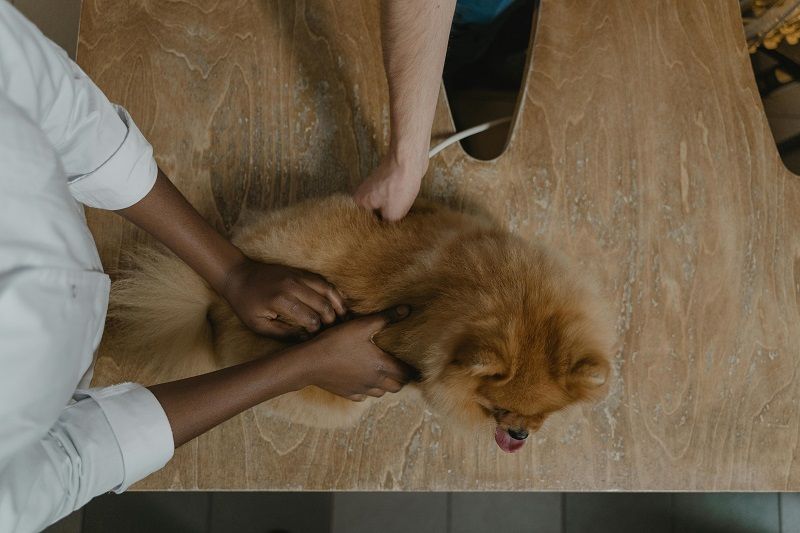 Choosing a Vet in the UK Based on Quality and Price