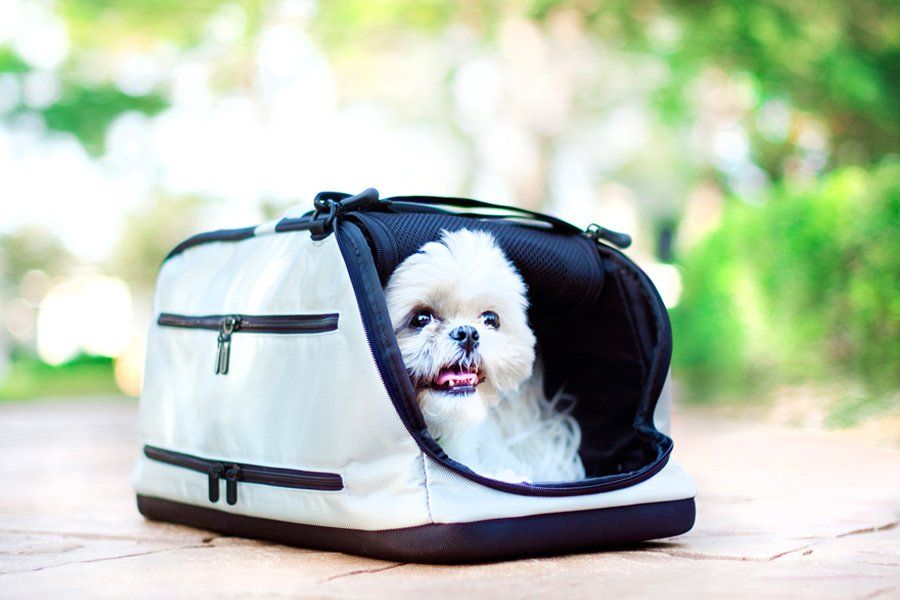 A fluffy white dog peeking out of a stylish dog carrier bag, perfect for modern pet travel inspiration.