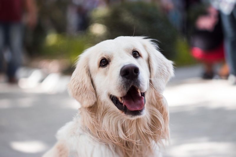 A happy cream-colored Golden Retriever looking up with its mouth open.