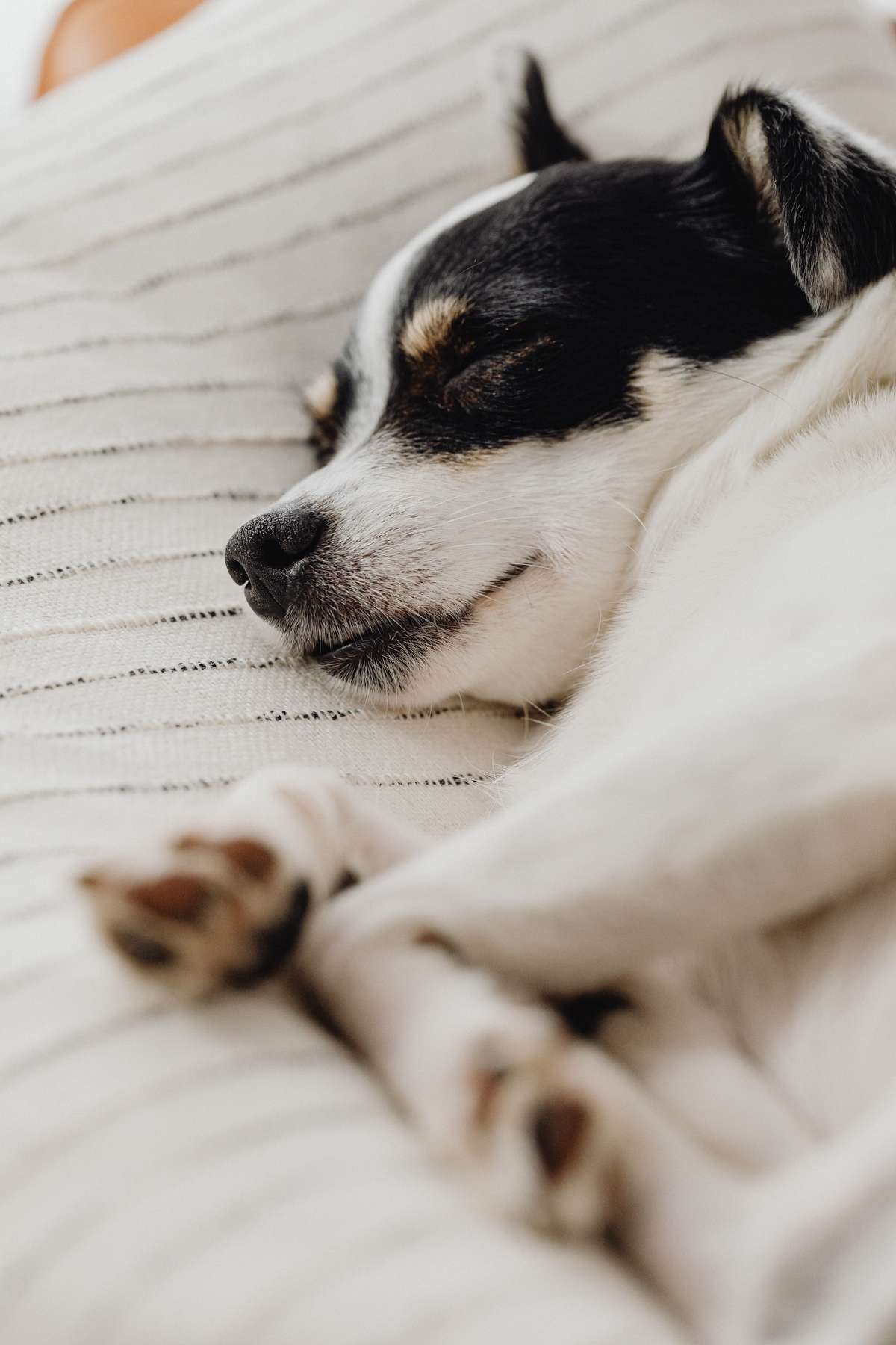A small black and white dog sleeping peacefully on a cream-colored striped blanket.