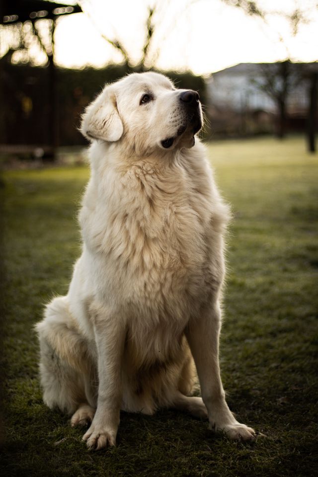 Large fluffy white dog sitting on grass outdoors, looking up.