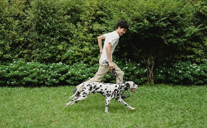 A man enjoys running with his Dalmatian dog on a green lawn in a sunny park. active person best dog