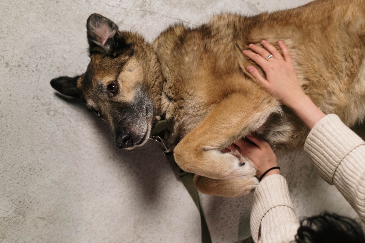 A person's hands checking the chest fur of a dog lying on its back.