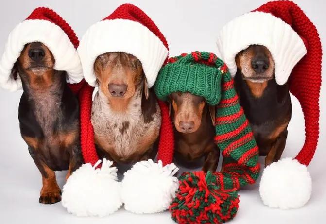 cute Christmas dachshunds - thedaxietrouble on Instagram
