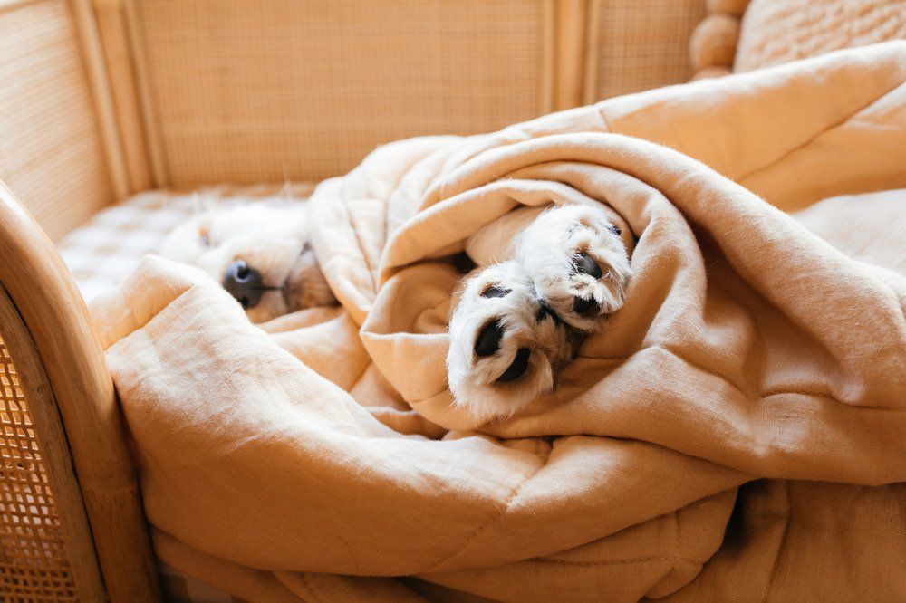 Paws of a puppy wrapped in a blanket