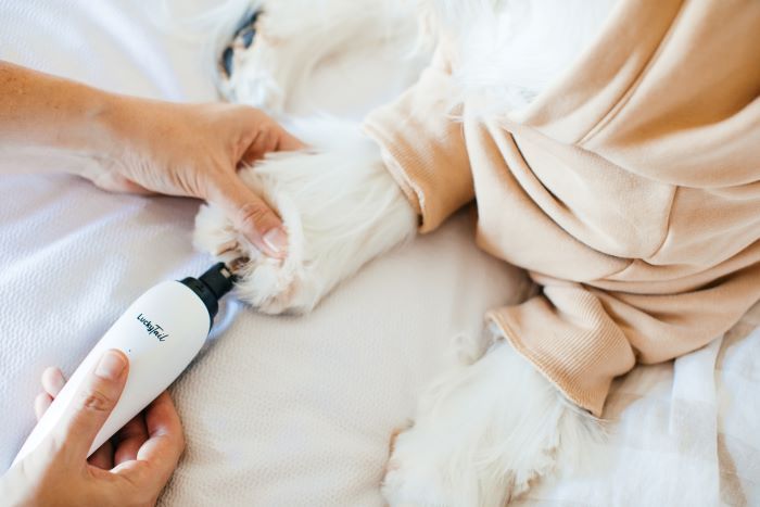 A person using an electric nail grinder to trim a white dog's paw nails.
