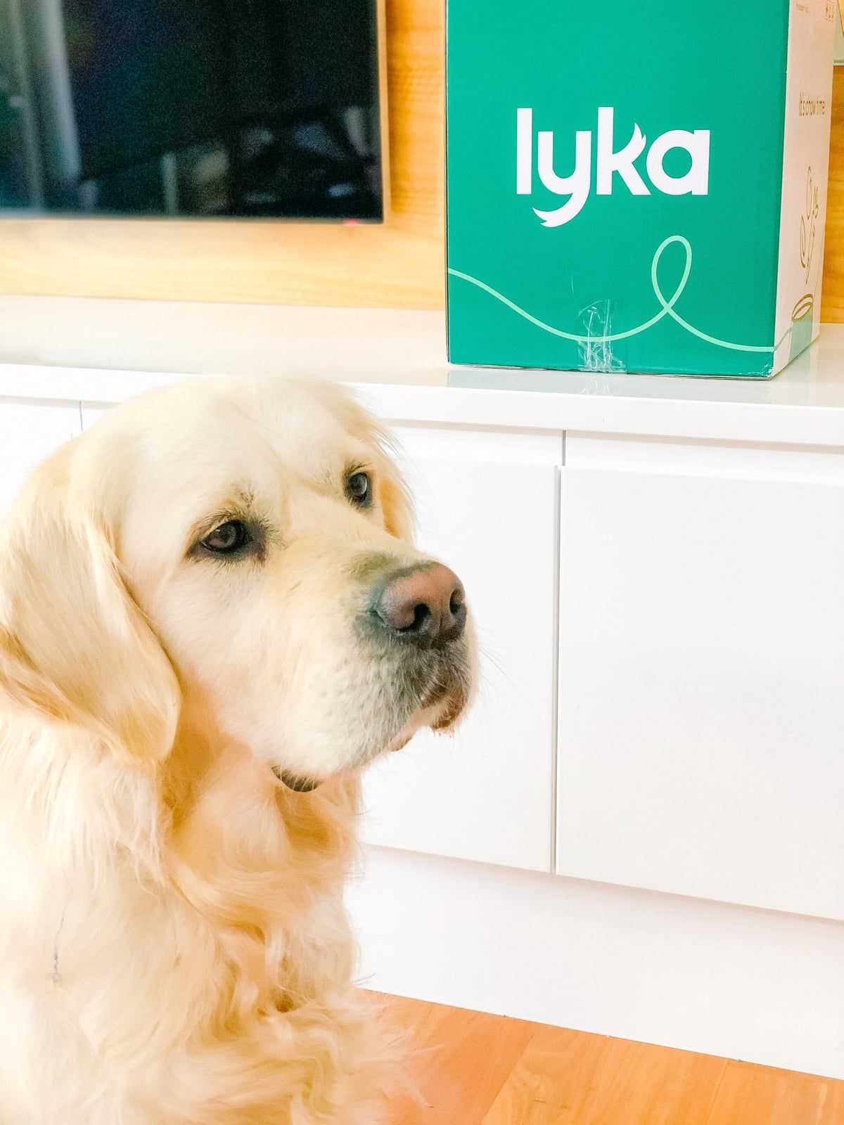 Golden retriever sitting beside a green Lyka pet food subscription box for a product review.