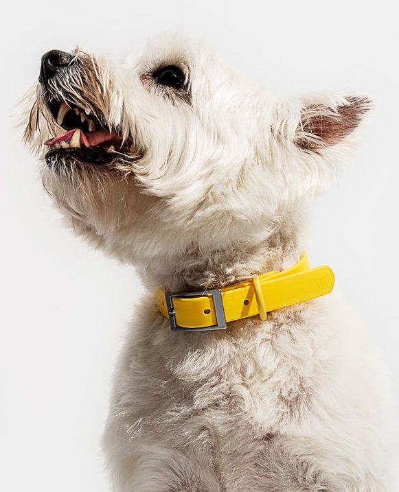 A fluffy white dog wearing a bright yellow collar looks upward.