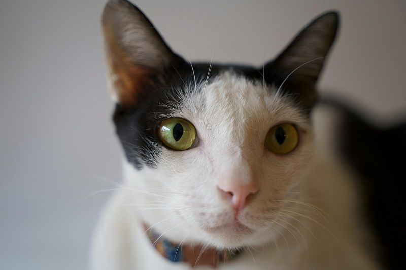 Advantages​‍​‌‍​‍‌ of Using Calming Collars to Help Cats Cope with New Environments
