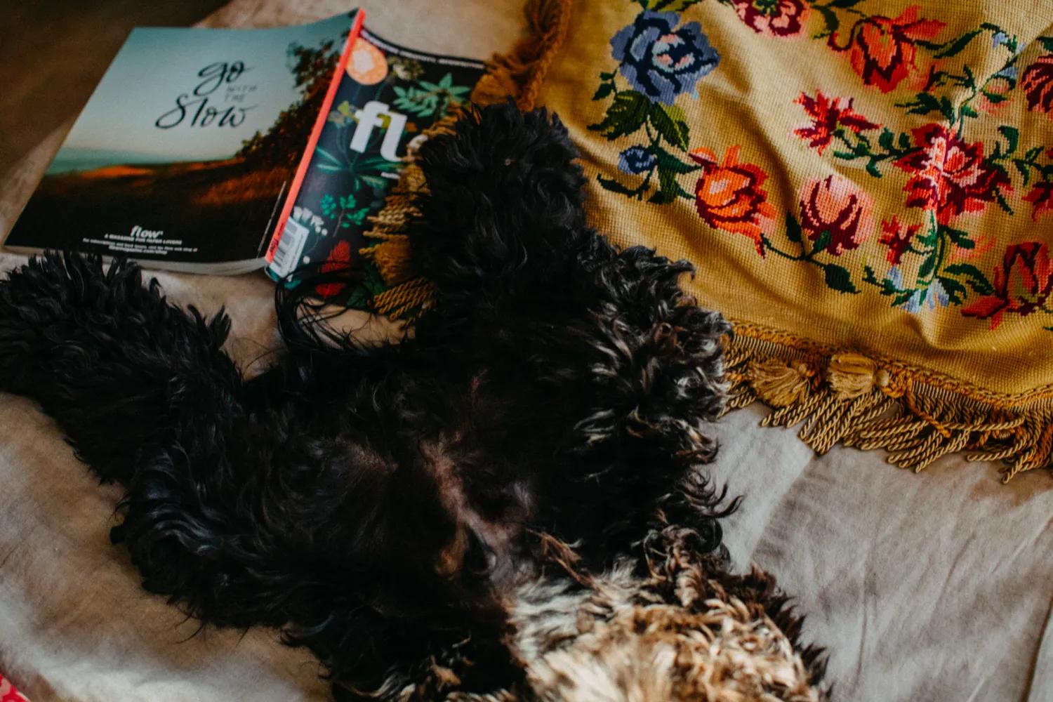Fluffy black dog relaxing on a bed with floral pillows and magazines at a cozy pet-friendly Airbnb.