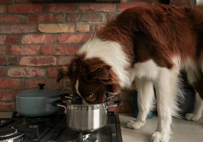 A brown and white dog stands on a counter sniffing into a pot on the stove.