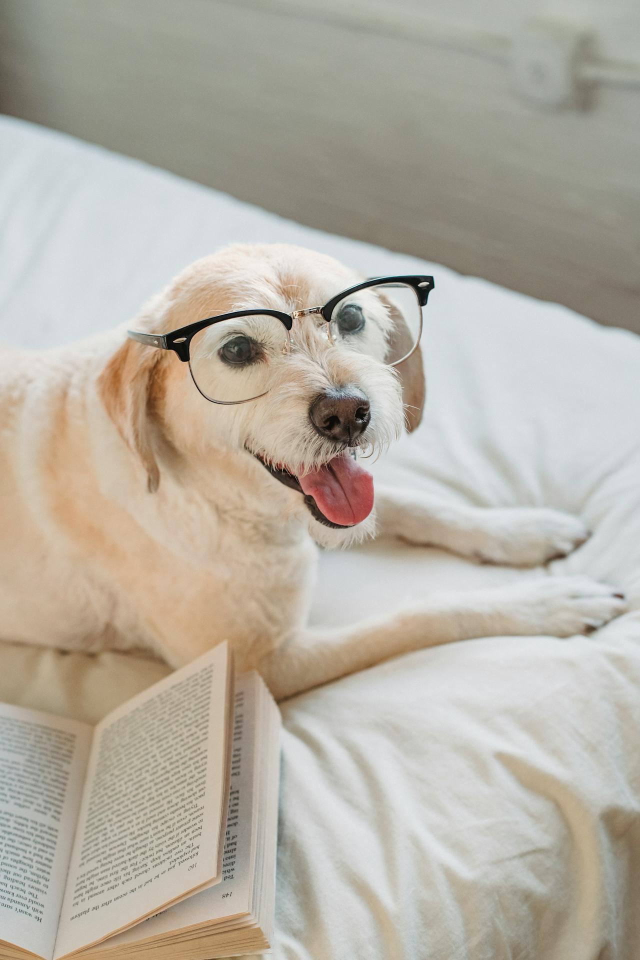 Happy dog wearing glasses next to an open book, showcasing smart training tips for your four-legged mate.
