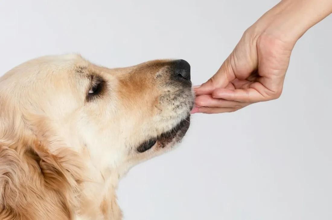 Dog gut health and signs your dog needs probiotics