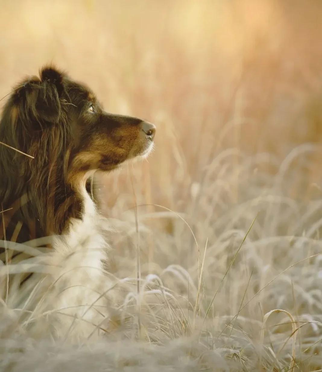 An Australian Shepherd looking into the distance amid soft, tall grass.
