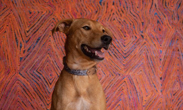 Happy brown dog wearing an Outback Tails patterned collar against a vibrant orange Australian Indigenous art background.