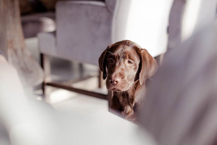 A Welcome Home Puppy Party by Kiss from Fleur