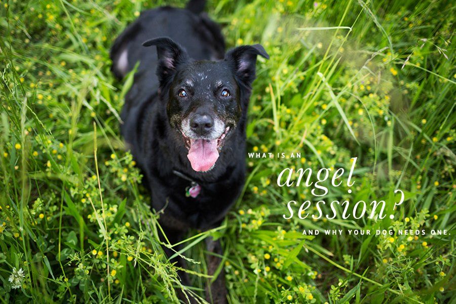 Happy senior black dog with a grey muzzle in tall green grass for an angel session pet photography shoot.