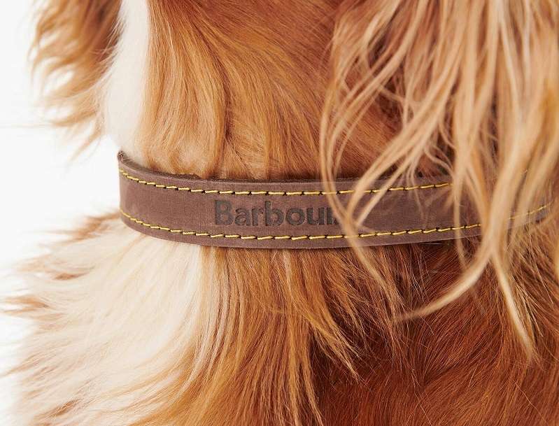Close-up of a brown leather collar with yellow stitching around a long-haired golden dog’s neck.