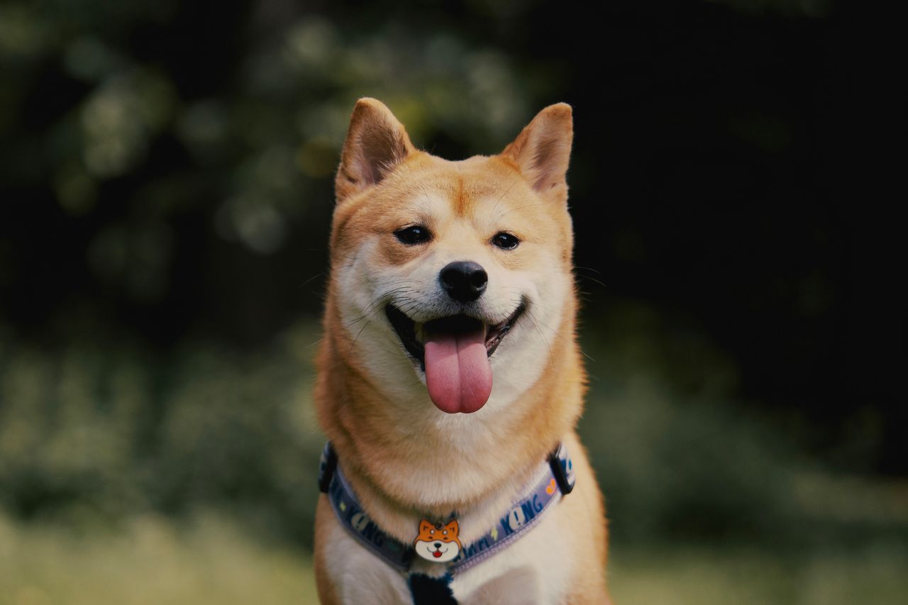 A smiling Shiba Inu dog wearing a harness with its tongue out outdoors.