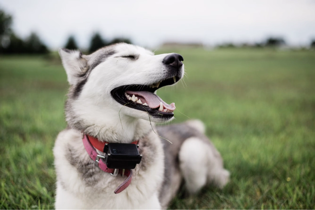 Happy husky wearing a black GPS collar sits in a grassy field.