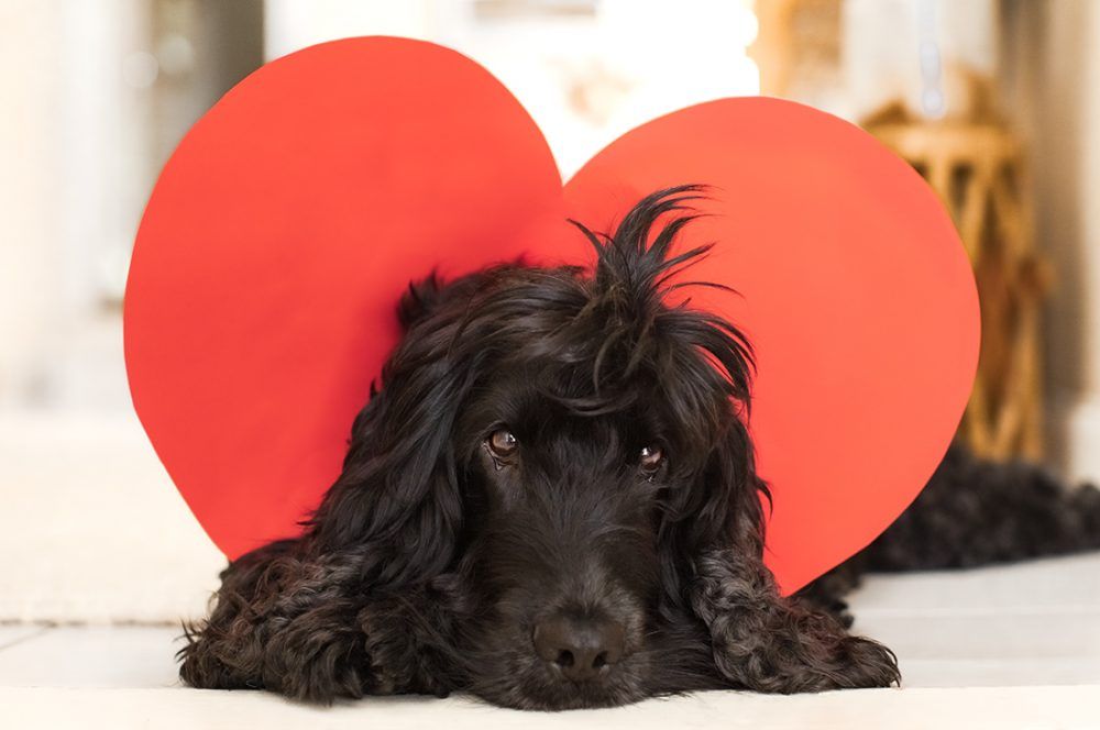 Black Cocker Spaniel Dog with Valentine's Heart