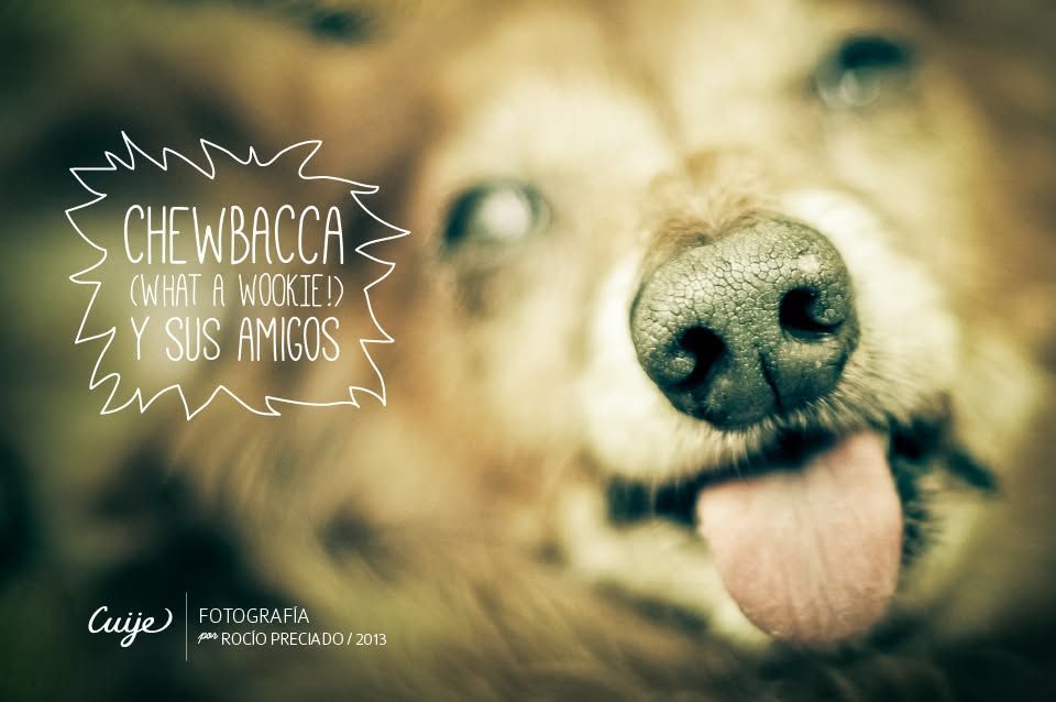 Photography: Chewbacca and Friends by Cuiji Photos