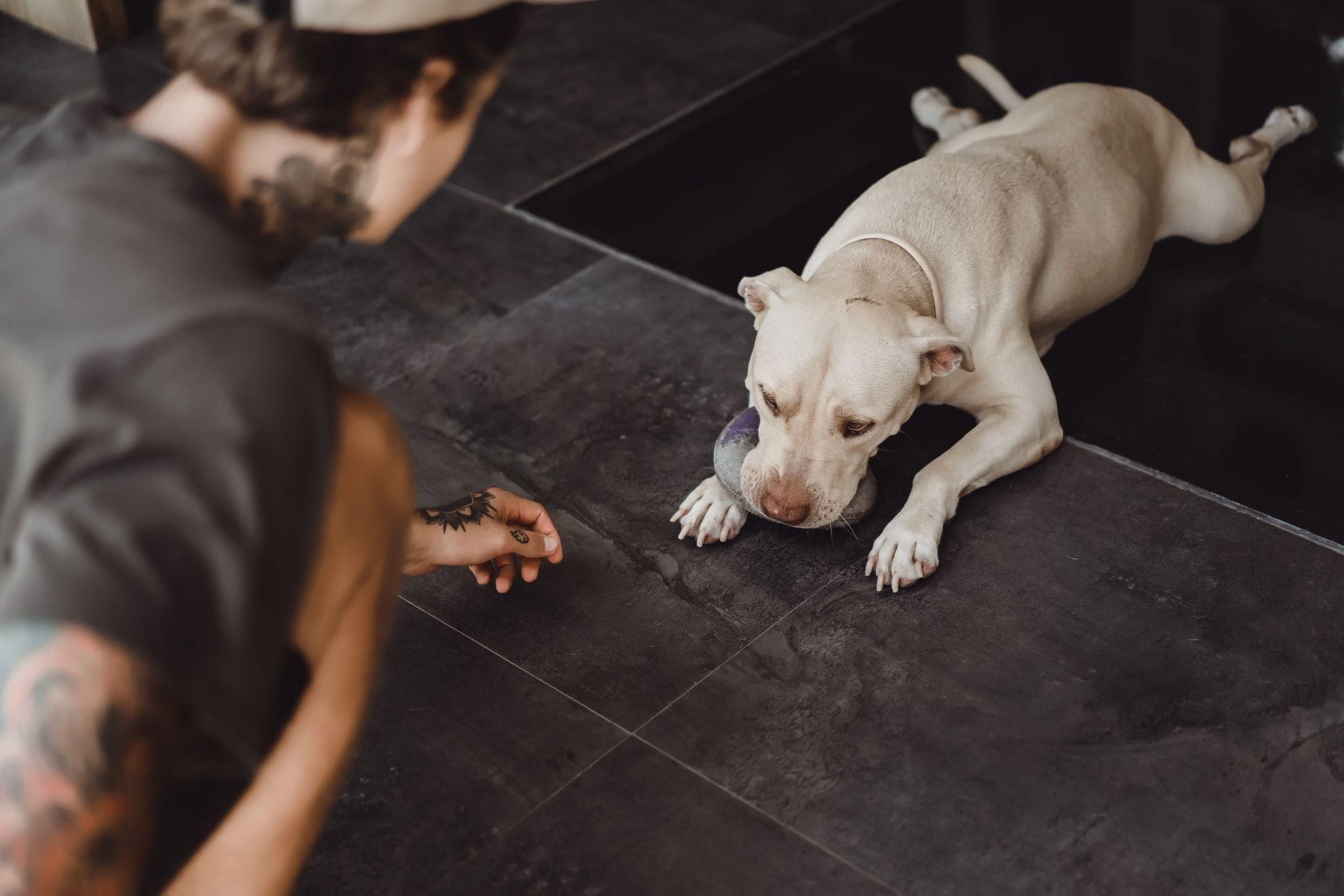 what cause hind legs weakness in dogs