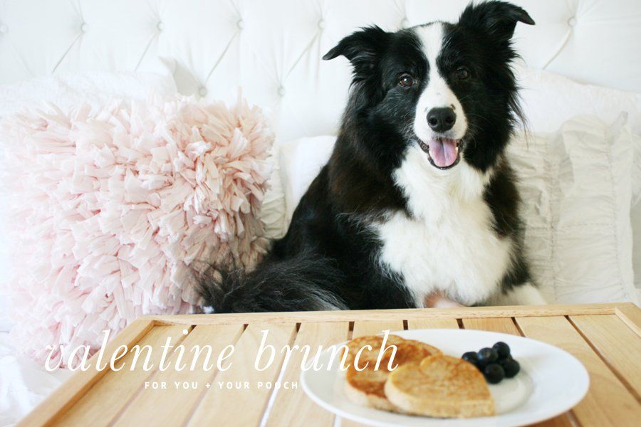 Border Collie with a Valentine's Day brunch tray featuring heart-shaped dog-friendly pancakes and blueberries.
