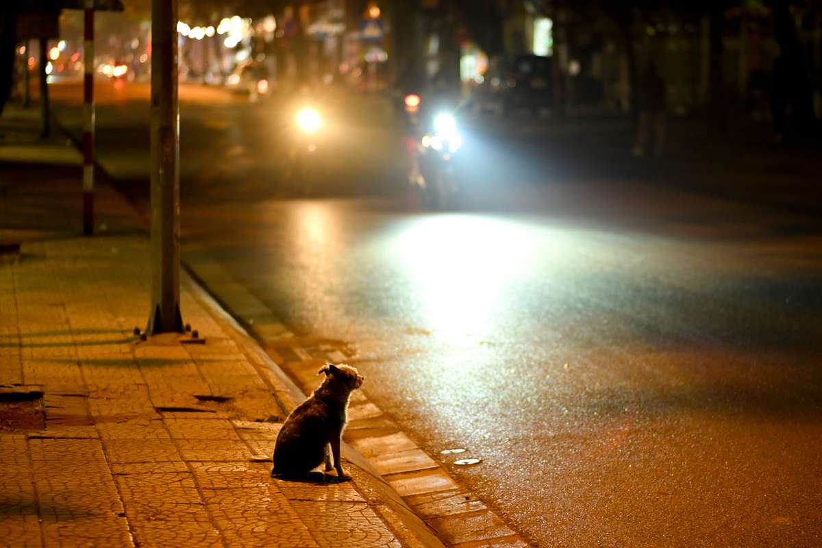 A small dog sitting on a sidewalk curb at night, facing bright oncoming headlights.