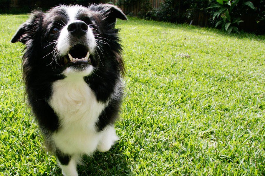 Border Collie showing healthy white teeth outdoors, highlighting the importance of routine dog dental care.