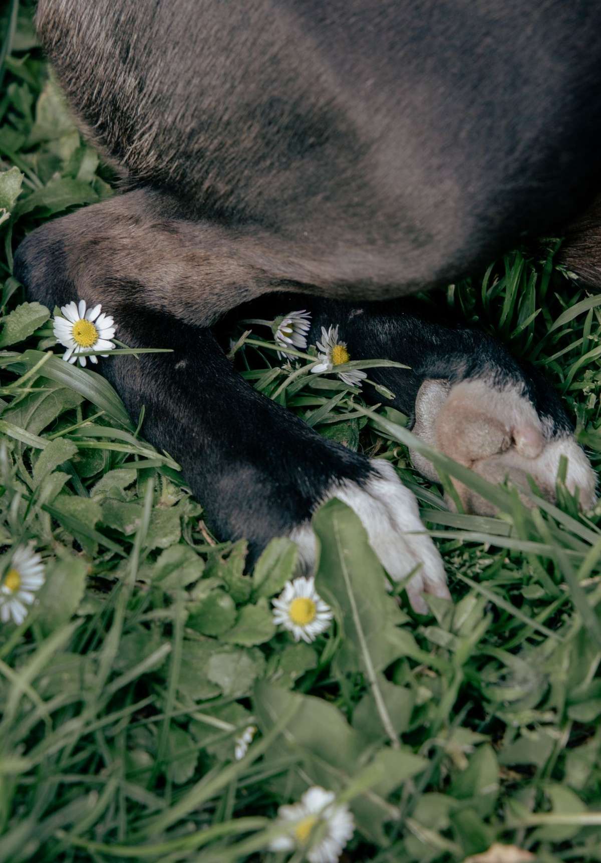 A dog's paws resting on green grass surrounded by small white daisies.
