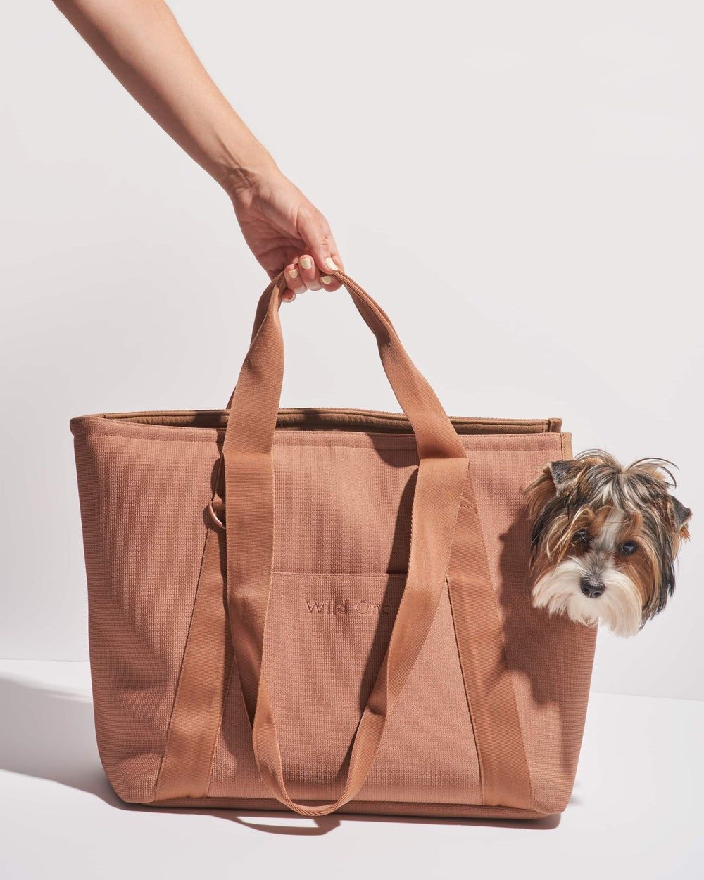 Introducing Your Dog to a Carrier -how to shop a dog carrier