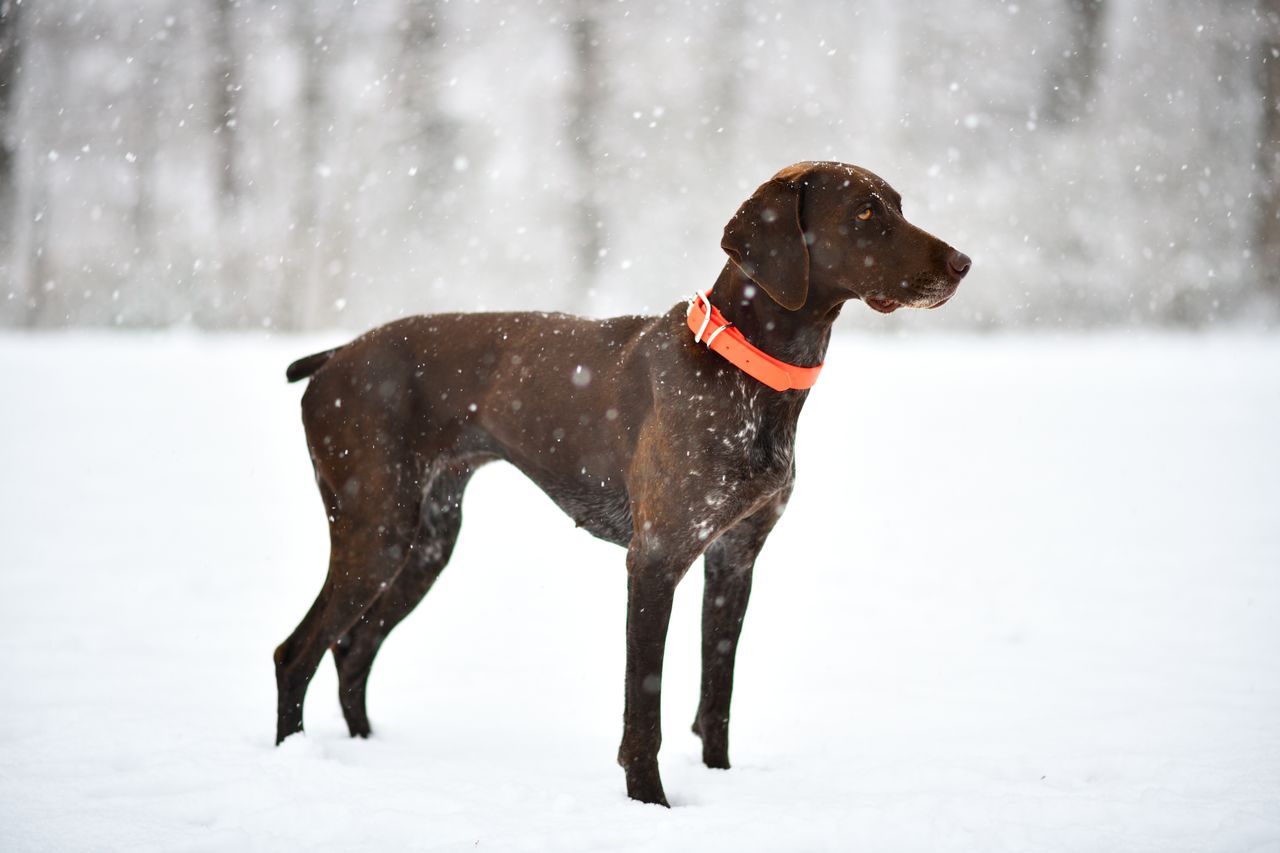 Brown hunting dog wearing a bright orange collar stands in falling snow.