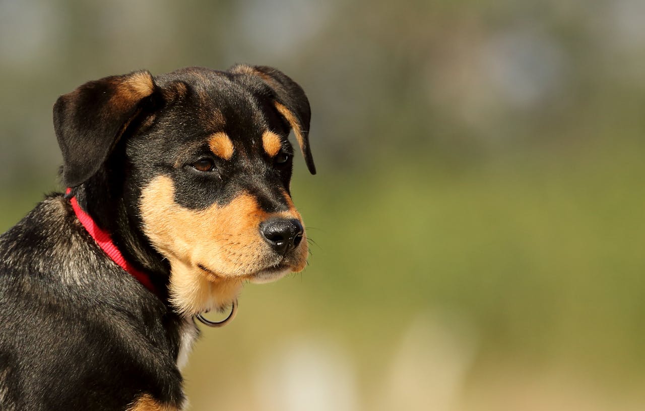 Guide to 2026’s Best Pet Insurance Providers in Illinois