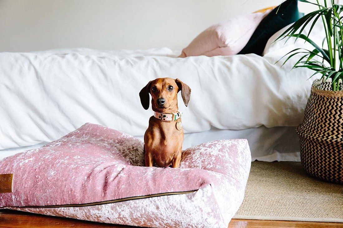 Brown dachshund sitting on a blush pink velvet dog bed, showcasing the latest trending blush dog accessories.