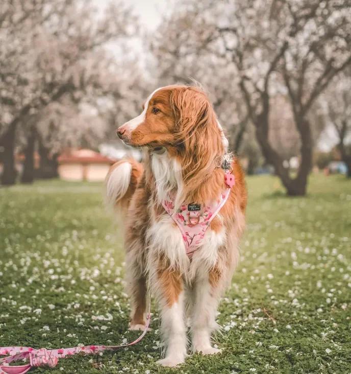 Floral Dog Harnesses We're Loving