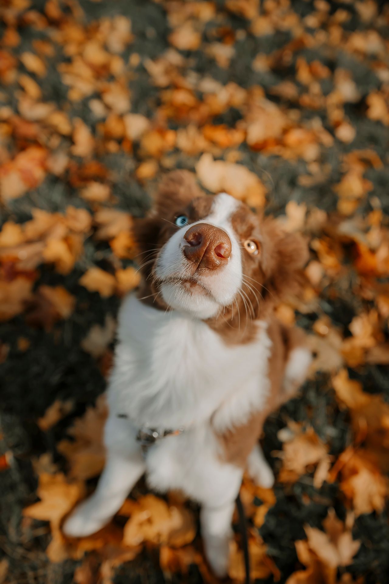A brown and white dog looks up while sitting among fallen autumn leaves.