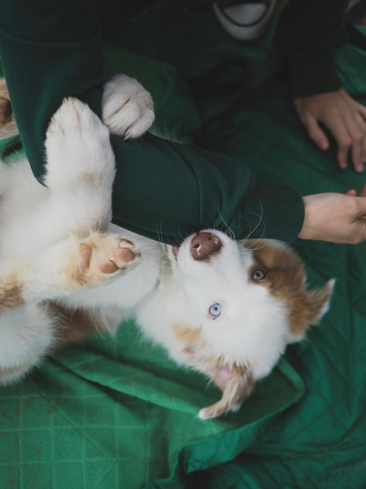 Cobbing in Dogs: Why Dogs Nibble With Their Front Teeth