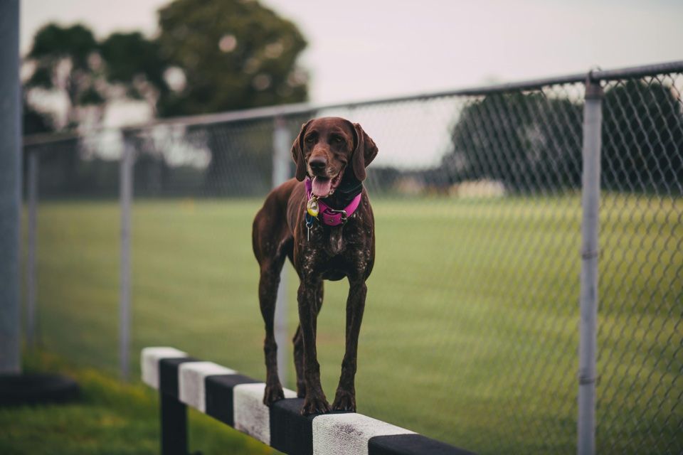wire less dog fencing systems
