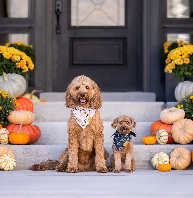 Two dogs wearing Halloween bandanas sit on porch steps surrounded by pumpkins and mums.