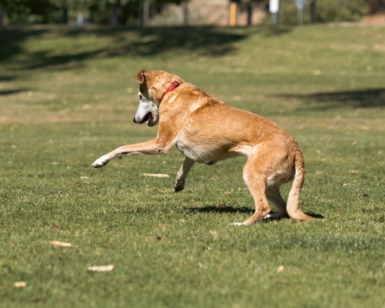An older tan dog with a white muzzle runs and bounds across a grassy lawn.