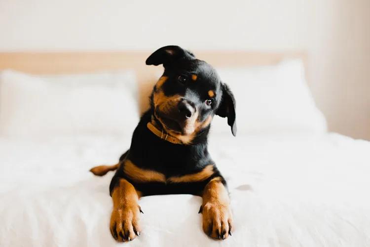 A black and tan Rottweiler puppy tilts its head while lying on a white bed.