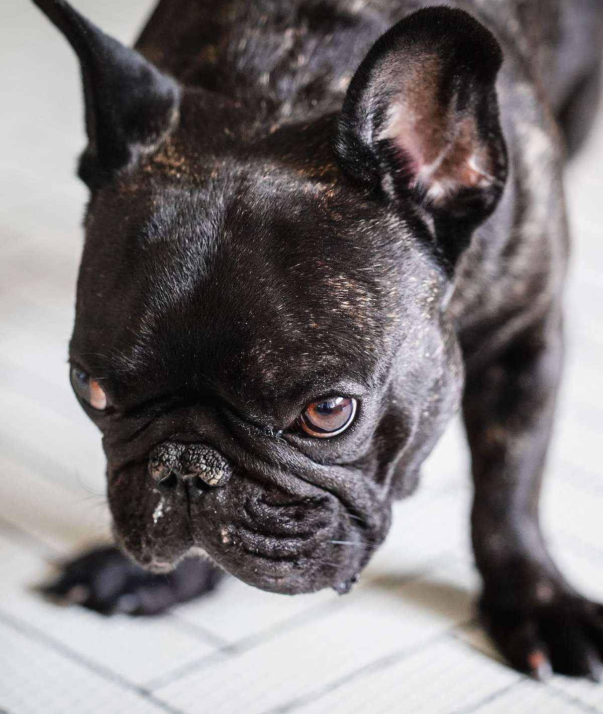 Close-up of a dark brindle French Bulldog looking intently up at the camera.