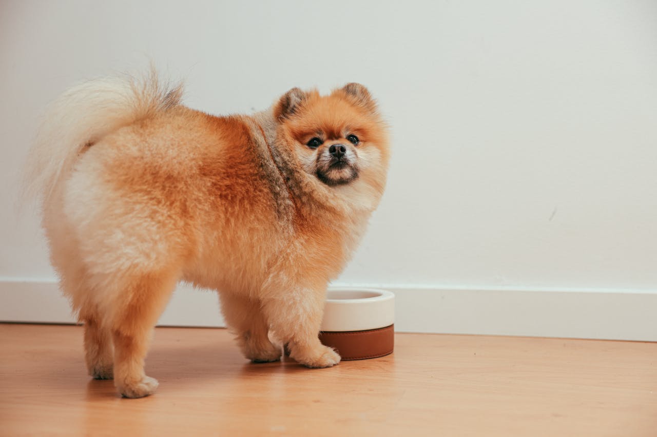 best dog food for weight management