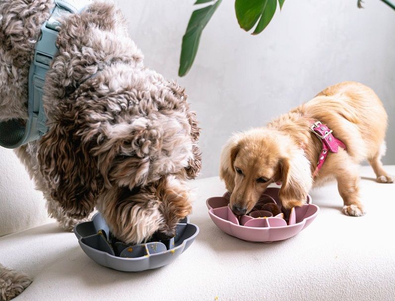 A doodle and a dachshund eat from flower-shaped slow feeder bowls.