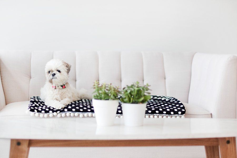 Small fluffy dog on a stylish DIY polka dot dog mat with pom-pom trim on a white sofa.