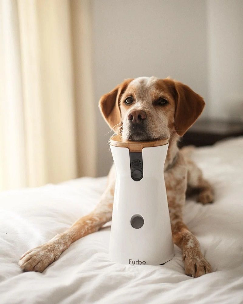 Dog resting its head on a Furbo smart pet camera on a bed, showcasing smart technology for pets.