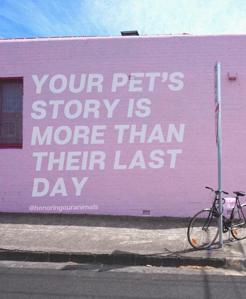 Pink wall with text: 'Your pet's story is more than their last day' to comfort dog parents experiencing pet loss.