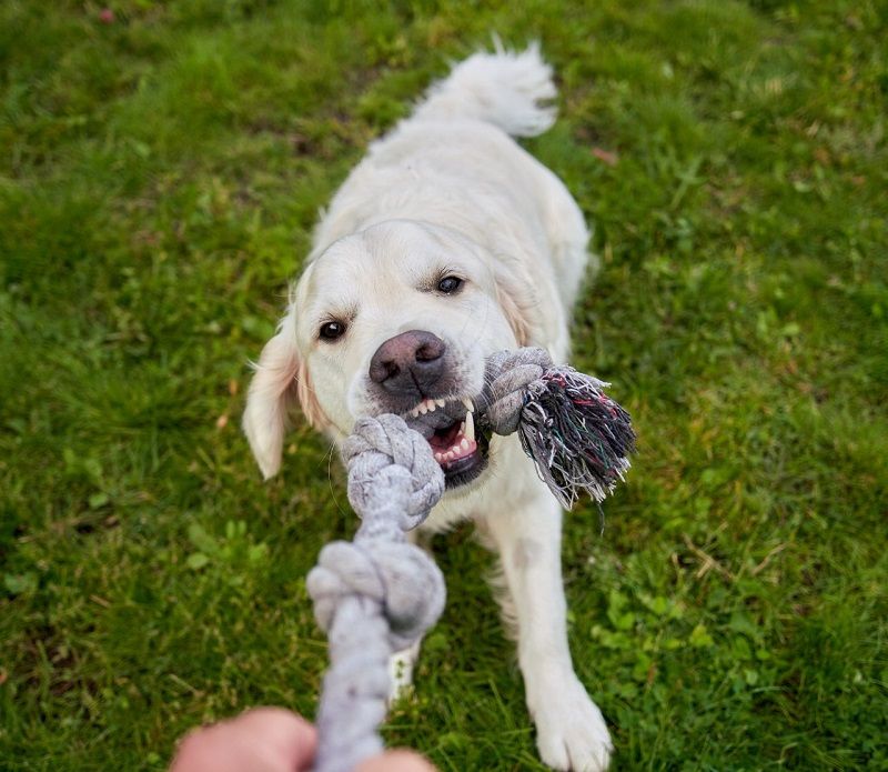 White dog gripping a frayed rope toy while playing tug-of-war on grass.
